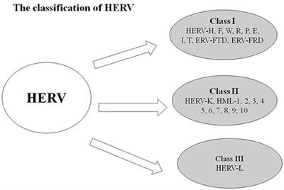 Human Endogenous Retroviral Envelope Protein Syncytin-1 and Inflammatory Abnormalities in Neuropsychological Diseases